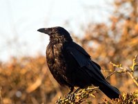 Corvus corone 28, Zwarte kraai, Saxifraga-Bart Vastenhouw