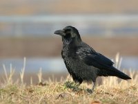 Corvus corone 8, Zwarte kraai, Saxifraga-Jaap Schelvis