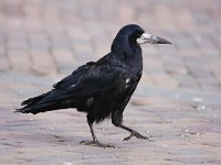 Corvus frugilegus 13, Roek, Saxifraga-Bart Vastenhouw