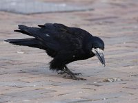Corvus frugilegus 15, Roek, Saxifraga-Bart Vastenhouw