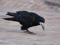 Corvus frugilegus 16, Roek, Saxifraga-Bart Vastenhouw