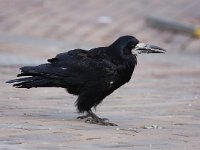 Corvus frugilegus 17, Roek, Saxifraga-Bart Vastenhouw