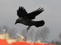 Corvus monedula 20, Kauw, Saxifraga-Piet Munsterman