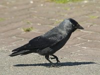 Corvus monedula 3, Kauw, Saxifraga-Jan van der Straaten