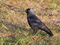 Corvus monedula 39, Kauw, Saxifraga-Bart Vastenhouw