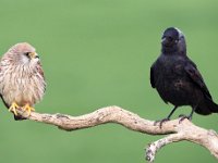 Corvus monedula 50, Kauw, Saxifraga-Bart Vastenhouw