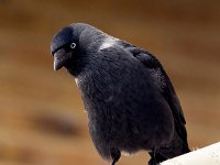 Corvus monedula monedula 58, Noordse kauw, Saxifraga-Bart Vastenhouw