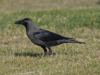Corvus splendens, House Crow