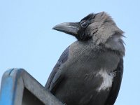 Corvus splendens 2, Huiskraai, Saxifraga-Bart Vastenhouw