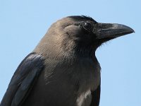 Corvus splendens 3, Huiskraai, Saxifraga-Bart Vastenhouw