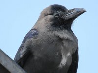 Corvus splendens 6, Huiskraai, Saxifraga-Bart Vastenhouw