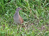 Crex crex 9, Kwartelkoning, Saxifraga-Janus Verkerk