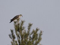 Cuculus canorus 2, Koekoek, Saxifraga-Mark Zekhuis