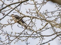 Cuculus canorus 7, Koekoek, adult, Saxifraga-Theo Verstrael