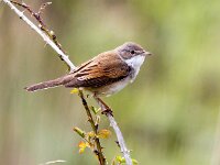 Curruca communis 26, Grasmus, Saxifraga-Bart Vastenhouw