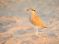 Cursorius cursor 2, Renvogel, Saxifraga-Bart Vastenhouw