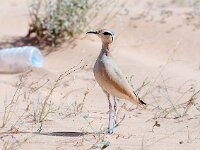 Cursorius cursor 3, Renvogel, Saxifraga-Bart Vastenhouw