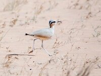Cursorius cursor 5, Renvogel, Saxifraga-Bart Vastenhouw