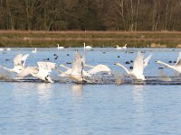 Cygnus cygnus 107, Wilde zwaan, Saxifraga-Henk Baptist