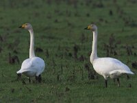 Cygnus cygnus 2, Wilde zwaan, Saxifraga-Luc Hoogenstein