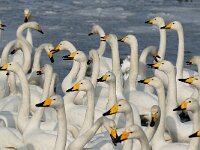 Cygnus cygnus 25, Wilde zwaan, Saxifraga-Piet Munsterman