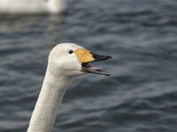 Cygnus cygnus 26, Wilde zwaan, Saxifraga-Piet Munsterman