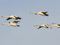 Cygnus cygnus 49, Wilde zwaan, Saxifraga-Tom Heijnen