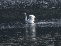 Cygnus cygnus 53, Wilde zwaan, Saxifraga-Willem van Kruijsbergen