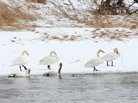 Cygnus cygnus 62, Wilde zwaan, Saxifraga-Bart Vastenhouw