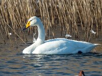 Cygnus cygnus 66, Wilde zwaan, Saxifraga-Bart Vastenhouw
