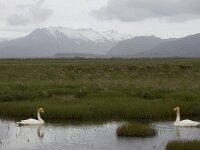 Cygnus cygnus 70, Wilde zwaan, Saxifraga-Peter Stein