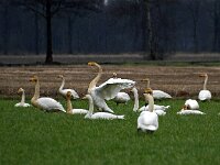 Cygnus cygnus 85, Wilde zwaan, Saxifraga-Hans Dekker