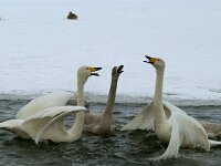 Cygnus cygnus 9, Wilde zwaan, display,Saxifraga-Piet Munsterman