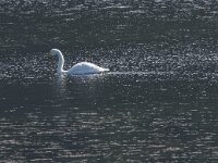 Cygnus cygnus 97, Wilde zwaan, Saxifraga-Willem van Kruijsbergen