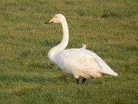 Cygnus cygnus 99, Wilde Zwaan, Saxifraga-Peter Meininger