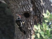 Dendrocopos medius, Middle Spotted Woodpecker