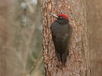 Dryocopus martius 4, Zwarte specht, Saxifraga-Mark Zekhuis