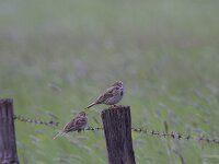 Emberiza calandra 31, Grauwe gors, Saxifraga-Jan Nijendijk