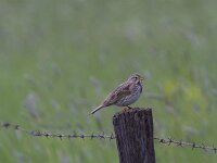 Emberiza calandra 32, Grauwe gors, Saxifraga-Jan Nijendijk