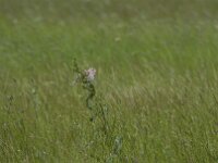 Emberiza calandra 33, Grauwe gors, Saxifraga-Jan Nijendijk