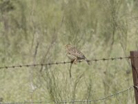 Emberiza calandra 56, Grauwe gors, Saxifraga-Willem van Kruijsbergen
