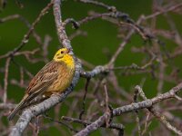 Emberiza citrinella 107, Geelgors, Saxifraga-Mark Zekhuis