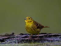 Geelgors  Geelgors bij vogelhut Garderen : Emberiza citrinella