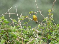 Emberiza citrinella 18, Geelgors, Saxifraga-Tom Heijnen