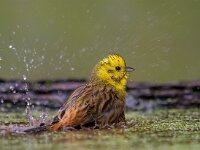 Geelgors  Geelgors bij vogelhut Garderen : Emberiza citrinella