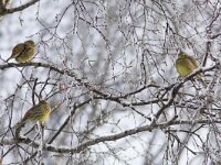 Emberiza citrinella 23, Geelgors, Saxifraga-Mark Zekhuis