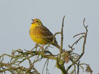 Emberiza citrinella 28, Geelgors, Saxifraga-Kees van Berkel : Blue Elephant