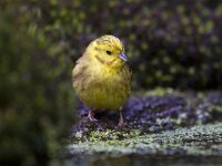 Emberiza citrinella 30, Geelgors, Saxifraga-Jan Nijendijk