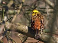 Emberiza citrinella 31, Geelgors, Saxifraga-Hans Dekker