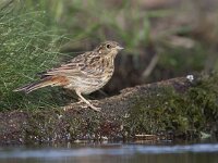Emberiza citrinella 40, Geelgors, Saxifraga-Mark Zekhuis